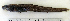  ( - ZMUB Fish_22780)  @14 [ ] CreativeCommons - Attribution Non-Commercial Share-Alike (2015) UoB, Norway University of Bergen, Natural History Collections
