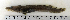  ( - ZMUB Fish_22823)  @11 [ ] CreativeCommons - Attribution Non-Commercial Share-Alike (2015) UoB, Norway University of Bergen, Natural History Collections