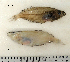  ( - ZMUB Fish_22742)  @13 [ ] CreativeCommons - Attribution Non-Commercial Share-Alike (2015) UoB, Norway University of Bergen, Natural History Collections