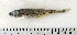  ( - ZMUB Fish_22748)  @12 [ ] CreativeCommons - Attribution Non-Commercial Share-Alike (2015) UoB, Norway University of Bergen, Natural History Collections