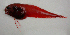  ( - ZMUB Fish_21246)  @11 [ ] CreativeCommons - Attribution Non-Commercial Share-Alike (2016) University of Bergen Natural History Collections