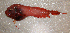  ( - ZMUB Fish_21247)  @11 [ ] CreativeCommons - Attribution Non-Commercial Share-Alike (2016) University of Bergen Natural History Collections