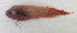  ( - ZMUB Fish_22390)  @11 [ ] CreativeCommons - Attribution Non-Commercial Share-Alike (2016) University of Bergen Natural History Collections