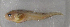 ( - ZMUB Fish_23530)  @11 [ ] CreativeCommons - Attribution Non-Commercial Share-Alike (2017) University of Bergen Natural History Collections