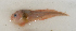  ( - ZMUB Fish_23544)  @11 [ ] CreativeCommons - Attribution Non-Commercial Share-Alike (2017) University of Bergen Natural History Collections