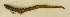  ( - ZMUB Fish_23551A)  @11 [ ] CreativeCommons - Attribution Non-Commercial Share-Alike (2017) University of Bergen Natural History Collections