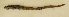  ( - ZMUB Fish_23551B)  @11 [ ] CreativeCommons - Attribution Non-Commercial Share-Alike (2017) University of Bergen Natural History Collections