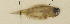  ( - ZMUB Fish_23614)  @11 [ ] CreativeCommons - Attribution Non-Commercial Share-Alike (2017) University of Bergen Natural History Collections