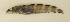  ( - ZMUB Fish_23621)  @11 [ ] CreativeCommons - Attribution Non-Commercial Share-Alike (2017) University of Bergen Natural History Collections