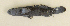  ( - ZMUB Fish_23661A)  @11 [ ] CreativeCommons - Attribution Non-Commercial Share-Alike (2017) University of Bergen Natural History Collections