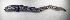  ( - ZMUB Fish_23683)  @11 [ ] CreativeCommons - Attribution Non-Commercial Share-Alike (2017) University of Bergen Natural History Collections