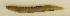  ( - ZMUB Fish_23686)  @11 [ ] CreativeCommons - Attribution Non-Commercial Share-Alike (2017) University of Bergen Natural History Collections