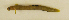  ( - ZMUB Fish_23687)  @11 [ ] CreativeCommons - Attribution Non-Commercial Share-Alike (2017) University of Bergen Natural History Collections