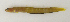  ( - ZMUB Fish_23690)  @11 [ ] CreativeCommons - Attribution Non-Commercial Share-Alike (2017) University of Bergen Natural History Collections