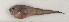  ( - ZMUB Fish_23691)  @11 [ ] CreativeCommons - Attribution Non-Commercial Share-Alike (2017) University of Bergen Natural History Collections