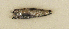  ( - ZMUB Fish_23698)  @11 [ ] CreativeCommons - Attribution Non-Commercial Share-Alike (2017) University of Bergen Natural History Collections