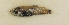  (Maurolicus muelleri - ZMUB Fish_23700)  @11 [ ] CreativeCommons - Attribution Non-Commercial Share-Alike (2017) University of Bergen Natural History Collections