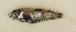  ( - ZMUB Fish_23702)  @11 [ ] CreativeCommons - Attribution Non-Commercial Share-Alike (2017) University of Bergen Natural History Collections