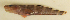  ( - ZMUB Fish_23711)  @11 [ ] CreativeCommons - Attribution Non-Commercial Share-Alike (2017) University of Bergen Natural History Collections