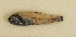  ( - ZMUB Fish_23713)  @11 [ ] CreativeCommons - Attribution Non-Commercial Share-Alike (2017) University of Bergen Natural History Collections