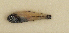  ( - ZMUB Fish_23714)  @11 [ ] CreativeCommons - Attribution Non-Commercial Share-Alike (2017) University of Bergen Natural History Collections