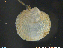  ( - NTNU-VM-67330)  @11 [ ] CreativeCommons - Attribution Non-Commercial Share-Alike (2018) NTNU University Museum, Department of Natural History NTNU University Museum, Department of Natural History