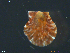  ( - NTNU-VM-68419)  @11 [ ] Creative Commons  Attribution Non-Commercial Share-Alike (2019) NTNU University Museum, Department of Natural History NTNU University Museum, Department of Natural History