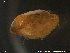  ( - NTNU-VM-70520)  @11 [ ] CreativeCommons - Attribution Non-Commercial Share-Alike (2018) NTNU University Museum, Department of Natural History NTNU University Museum, Department of Natural History