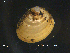  ( - NTNU-VM-70521)  @11 [ ] CreativeCommons - Attribution Non-Commercial Share-Alike (2018) NTNU University Museum, Department of Natural History NTNU University Museum, Department of Natural History