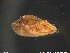  ( - ArTe03)  @11 [ ] CreativeCommons - Attribution Non-Commercial Share-Alike (2018) NTNU University Museum, Department of Natural History NTNU University Museum, Department of Natural History