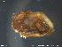  ( - AsNo01)  @11 [ ] CreativeCommons - Attribution Non-Commercial Share-Alike (2018) NTNU University Museum, Department of Natural History NTNU University Museum, Department of Natural History