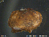  ( - AsNo02)  @11 [ ] CreativeCommons - Attribution Non-Commercial Share-Alike (2018) NTNU University Museum, Department of Natural History NTNU University Museum, Department of Natural History