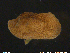  ( - AsNo03)  @11 [ ] CreativeCommons - Attribution Non-Commercial Share-Alike (2018) NTNU University Museum, Department of Natural History NTNU University Museum, Department of Natural History
