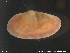  ( - GaTe02)  @11 [ ] CreativeCommons - Attribution Non-Commercial Share-Alike (2018) NTNU University Museum, Department of Natural History NTNU University Museum, Department of Natural History