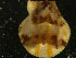  ( - NaSk32)  @11 [ ] Creative Commons  Attribution Non-Commercial Share-Alike (2019) NTNU University Museum, Department of Natural History NTNU University Museum, Department of Natural History