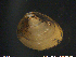  ( - NuSu01)  @11 [ ] CreativeCommons - Attribution Non-Commercial Share-Alike (2018) NTNU University Museum, Department of Natural History NTNU University Museum, Department of Natural History