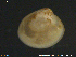  ( - NuSu02)  @11 [ ] CreativeCommons - Attribution Non-Commercial Share-Alike (2018) NTNU University Museum, Department of Natural History NTNU University Museum, Department of Natural History