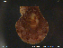  ( - PaTi01)  @11 [ ] CreativeCommons - Attribution Non-Commercial Share-Alike (2018) NTNU University Museum, Department of Natural History NTNU University Museum, Department of Natural History