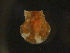  ( - PaTi04)  @11 [ ] CreativeCommons - Attribution Non-Commercial Share-Alike (2018) NTNU University Museum, Department of Natural History NTNU University Museum, Department of Natural History