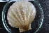  ( - Sletvik2016_14)  @11 [ ] CreativeCommons - Attribution Non-Commercial Share-Alike (2017) University of Bergen Natural History Collections