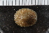  ( - Sletvik2016_27)  @11 [ ] CreativeCommons - Attribution Non-Commercial Share-Alike (2017) University of Bergen Natural History Collections