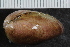  ( - Sletvik2016_66)  @11 [ ] CreativeCommons - Attribution Non-Commercial Share-Alike (2017) University of Bergen Natural History Collections