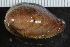  ( - Sletvik2016_66)  @11 [ ] CreativeCommons - Attribution Non-Commercial Share-Alike (2017) University of Bergen Natural History Collections