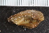  ( - Sletvik2016_70)  @11 [ ] CreativeCommons - Attribution Non-Commercial Share-Alike (2017) University of Bergen Natural History Collections