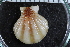  ( - Sletvik2016_74)  @11 [ ] CreativeCommons - Attribution Non-Commercial Share-Alike (2017) University of Bergen Natural History Collections