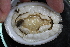  ( - Sletvik2016_75)  @11 [ ] CreativeCommons - Attribution Non-Commercial Share-Alike (2017) University of Bergen Natural History Collections