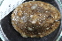  ( - Sletvik2016_75)  @11 [ ] CreativeCommons - Attribution Non-Commercial Share-Alike (2017) University of Bergen Natural History Collections