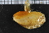  ( - ZMBN_106089)  @11 [ ] CreativeCommons - Attribution Non-Commercial Share-Alike (2015) University of Bergen University of Bergen, Natural History Collections