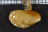  ( - ZMBN_106089)  @11 [ ] CreativeCommons - Attribution Non-Commercial Share-Alike (2015) University of Bergen University of Bergen, Natural History Collections
