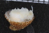  ( - ZMBN_106099)  @11 [ ] CreativeCommons - Attribution Non-Commercial Share-Alike (2015) University of Bergen University of Bergen, Natural History Collections